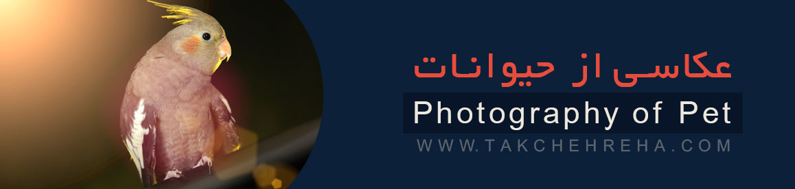 h-pet-photography h pet photography خدمات عکاسی از حیوانات خانگی