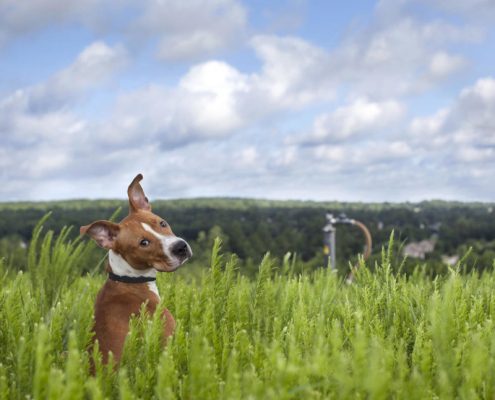 مطالب خواندنی landfill dogs 1 495x400 مطالب خواندنی