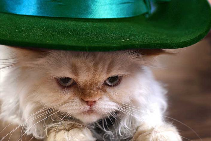 عکاسی سگ پرتره