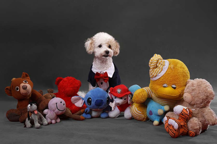 عکاسی سگ با اسباب بازی