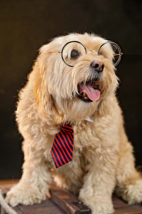 عکاسی سگ با اکسسوری