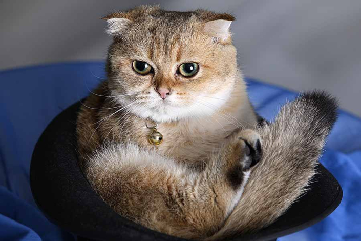 عکاسی سگ در سعادت آباد