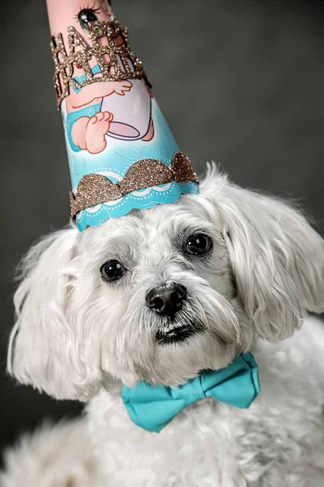 عکاسی سگ تولد