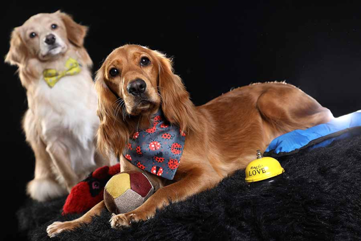 عکاسی سگ در آتلیه