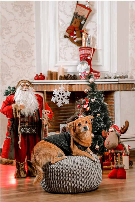 عکاسی سگ تم کریسمس