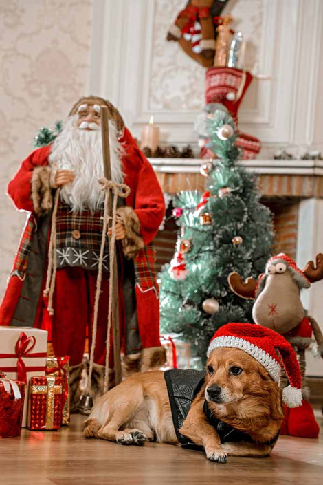 عکاسی سگ کریسمس