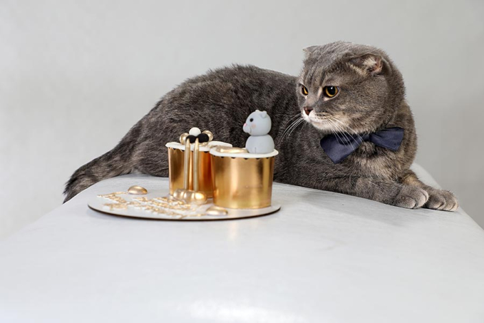 عکس گربه تولد