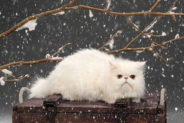 عکاسی گربه با تم زمستانی