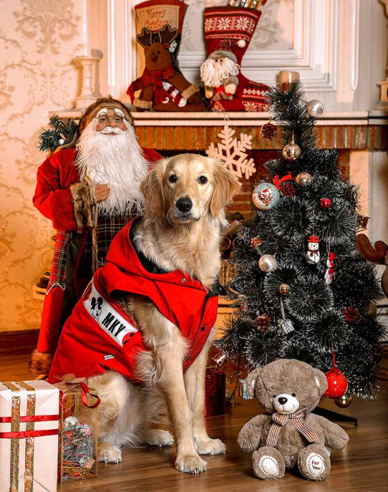 عکس سگ کریسمس