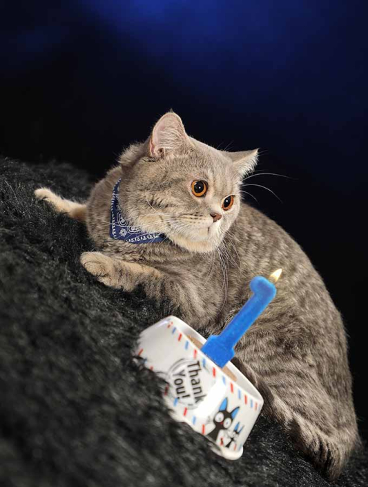 عکاسی گربه تولد