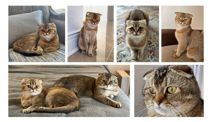 طراحی آلبوم عکس گربه