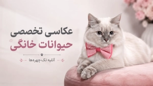 عکاسی تخصصی از حیوانات خانگی در آتلیه تک چهره ها
