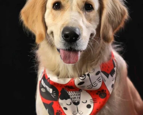 golden_retriever_portrait عکس پرتره از سگ گلدن روتریور