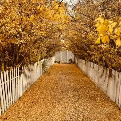 عکاسی فرمالیته در باغ عمارت صدرا